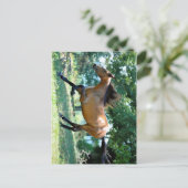 Buckskin Morgan Horse Briefkaart (Staand voorkant)