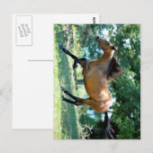 Buckskin Morgan Horse Briefkaart (Voorkant / Achterkant)