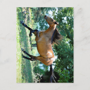 Buckskin Morgan Horse Briefkaart