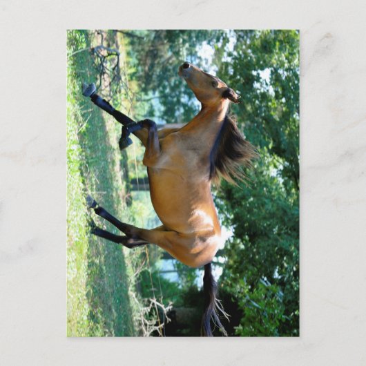 Buckskin Morgan Horse Briefkaart (Voorkant)