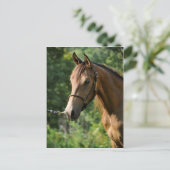 Buckskin Morgan Horse Briefkaart (Staand voorkant)