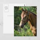 Buckskin Morgan Horse Briefkaart (Voorkant / Achterkant)