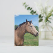 Buckskin Mustang Briefkaart (Staand voorkant)