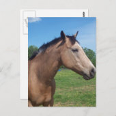 Buckskin Mustang Briefkaart (Voorkant / Achterkant)