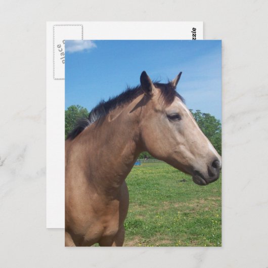 Buckskin Mustang Briefkaart (Voorkant / Achterkant)
