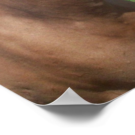 Buckskin Mustang Poster (Hoek)