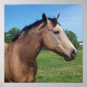 Buckskin Mustang Poster (Voorkant)