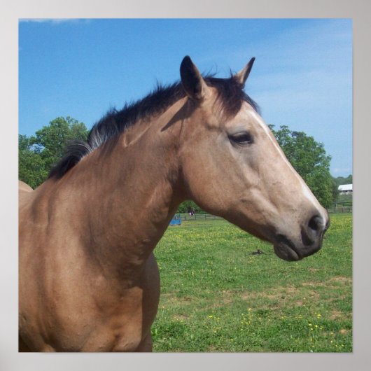 Buckskin Mustang Poster (Voorkant)