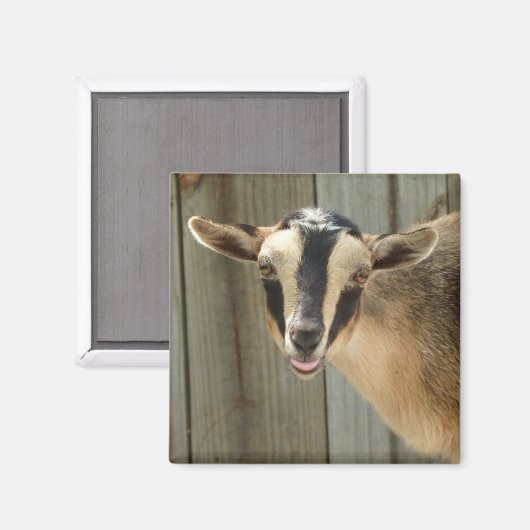 Buckskin Nigerian Dwarf Dairy Goat Kind Magneet (Voorkant / Achterkant)