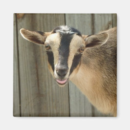 Buckskin Nigerian Dwarf Dairy Goat Kind Magneet