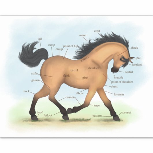 Buckskin Paard Educatieve Equine Anatomie Grafiek Sticker (Voorkant)