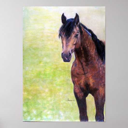 Buckskin Quarter Horse Halter Horse Portret Poster (Voorkant)