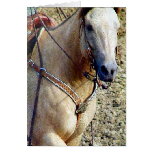 Buckskin Rodeo Horse (Voorkant)