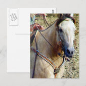 Buckskin Rodeo Horse Briefkaart (Voorkant / Achterkant)
