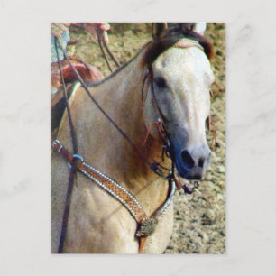 Buckskin Rodeo Horse Briefkaart