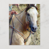 Buckskin Rodeo Horse Briefkaart (Voorkant)