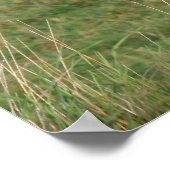 Buckskin Stroll Poster (Hoek)