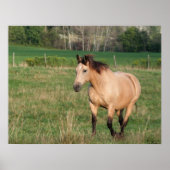 Buckskin Stroll Poster (Voorkant)