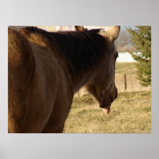 Buckskin tikt zijn tong uit poster (Voorkant)