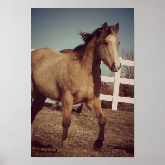 Buckskin Trot Poster (Voorkant)