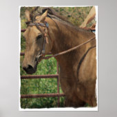 Buckskin Western Poster (Voorkant)