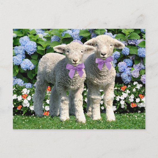 "Bucky & Mick"-postkaart Briefkaart (Voorkant)