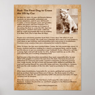 Bud, eerste hond die de VS met de auto oversteekt Poster