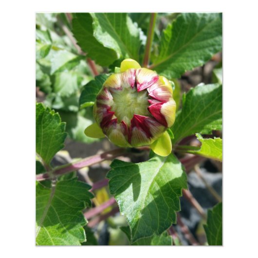 bud in herfst foto afdruk (Voorkant)