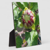 bud in herfst fotoplaat (Zijkant)