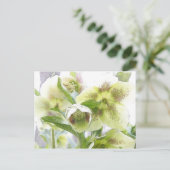 Bud naar bloesem - witte Hellebores Briefkaart (Staand voorkant)