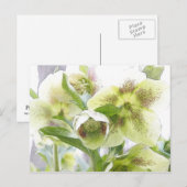 Bud naar bloesem - witte Hellebores Briefkaart (Voorkant / Achterkant)