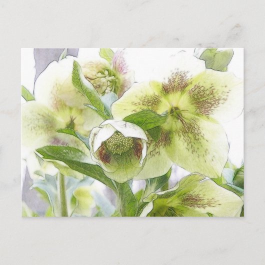 Bud naar bloesem - witte Hellebores Briefkaart (Voorkant)