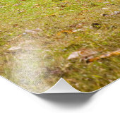 Bud Ogle House, Great Smoky Mountains National Foto Afdruk (Hoek)