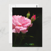Bud van een roos briefkaart (Voorkant / Achterkant)
