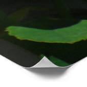 Bud van een roos poster (Hoek)