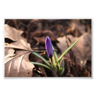 Budding Crocus Foto Afdruk