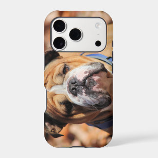 Buddy Bulldog