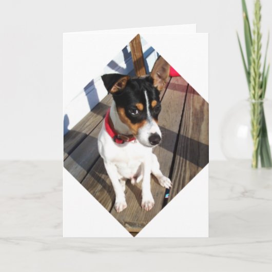 Buddy - Rat Terrier Kaart (Voorkant)