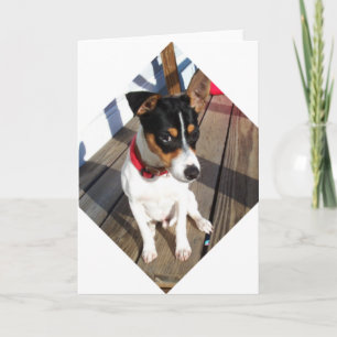 Buddy - Rat Terrier Kaart