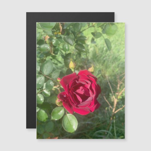 Buddy Roos Magnet (Voorkant / Achterkant)