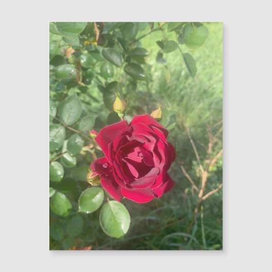 Buddy Roos Magnet (Voorkant)