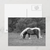 Buddy, s briefkaart (Voorkant / Achterkant)