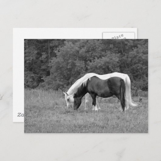 Buddy, s briefkaart (Voorkant / Achterkant)