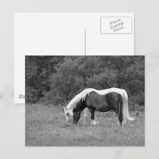 Buddy, s briefkaart (Voorkant / Achterkant)