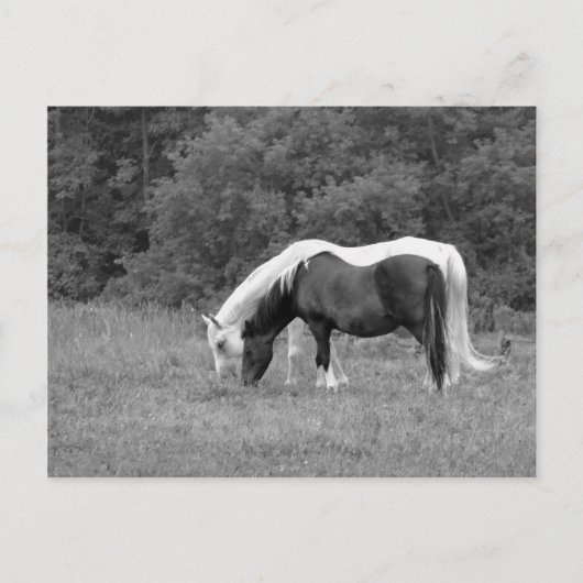 Buddy, s briefkaart (Voorkant)