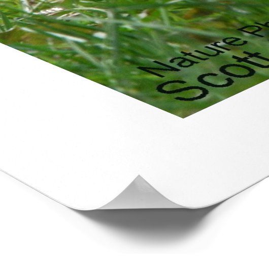 Buddy The Squirrel en zijn camera Poster (Hoek)