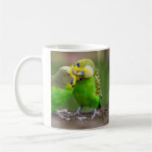 Budgerigar Koffiemok (Links)