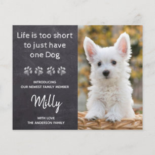 Budget nieuwe Pet Nieuwe Aankondiging van Puppy