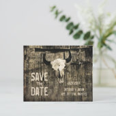 budgettaire bijtende Westerne Koe schedel sparen d (Staand voorkant)