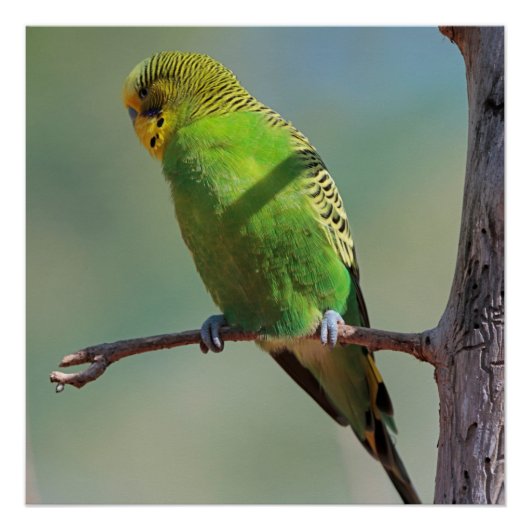 Budgie_2015_0102 Perfect Poster (Voorkant)